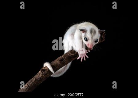 Zuckergleiter ( Petaurus breviceps ) auf Baumzweig Stockfoto