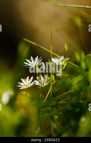 Makroaufnahme einer kleinen weißen Blume im Gras Stockfoto