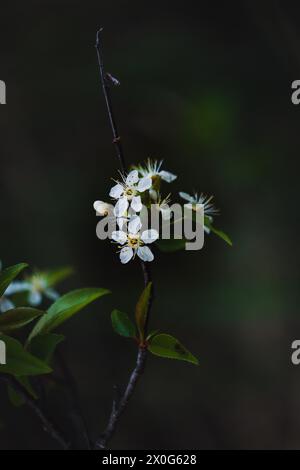 Makroaufnahme von Kirschblüten und Knospen mit dunkelgrünen Blättern Stockfoto