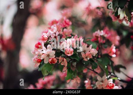 Nahaufnahme eines rosafarbenen östlichen Redknospenbaums in Blüte Stockfoto