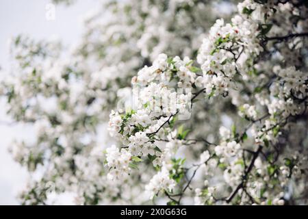 Zweige eines Frühlingsschneeblühenden Crabapple Tree in voller Blüte Stockfoto