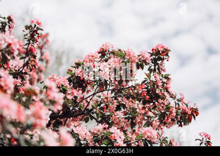 Blick auf einen rosafarbenen östlichen Redbud-Baum in voller Blüte Stockfoto