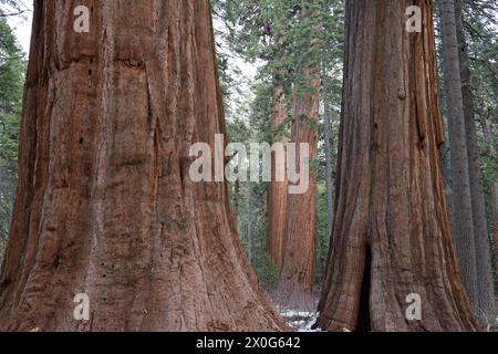 Riesige Mammutbäume im Calaveras Big Trees State Park im Winter Stockfoto