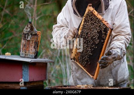 Imker in vollen Anzügen, der Honig auf dem Bienenstock im Wald überprüft. Stockfoto