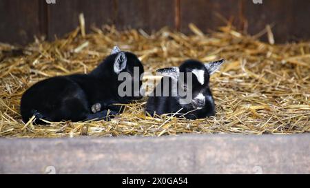 Zwei süße Ziegen (Capra hircus), die im Stroh ruhen. Stockfoto