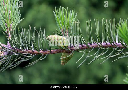 Grüner, unreifer Kegel auf einem Kiefernzweig. Stockfoto