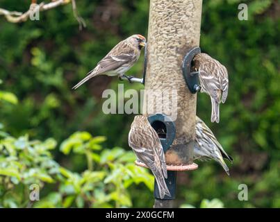 Liter Redpoll, Acanthis Kabarett auf einem Vogelfutter in einem Ambleside Garten, Lake District, Großbritannien. Stockfoto