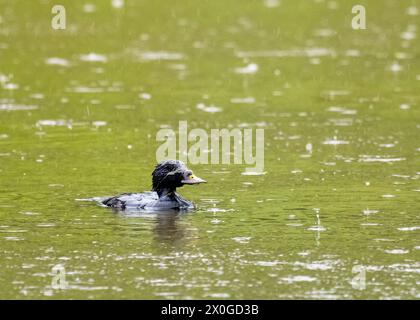 Ein männlicher gemeiner Scoter, Melanitta nigra in einem sintflutartigen Regenguss auf einem See bei sizergh, Kendal, Cumbria, Großbritannien. Stockfoto