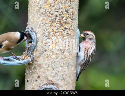 Liter Redpoll; Acanthis Cabaret und Goldfinch, Carduelis carduelis auf einem Vogelfutterlager in Foulshaw, Cumbria, Großbritannien. Stockfoto