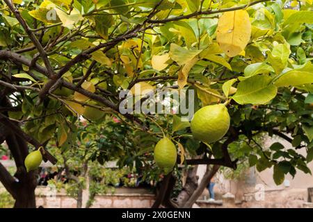 Zitronenbaum mit Obst, Palma Mallorca Stockfoto