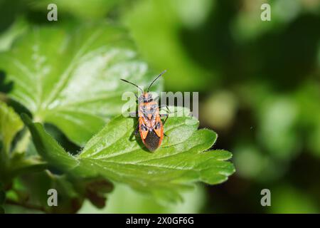 Close up Cinnamon Bug, Corizus Hyoscyami auf einem Stachelbeerstrauch, Ribes uva-crispa. Stamm Rhopalini, Unterfamilie Rhopalinae, Familie Geruchslose Pflanze Bugs, Stockfoto