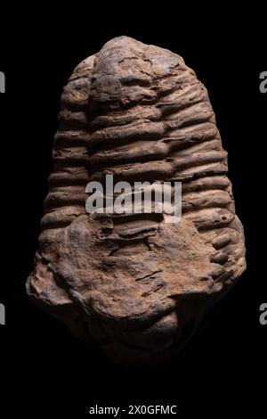 Faszinierendes Trilobiten-Fossil: In Stein erhaltener Meeresarthropod, ein faszinierendes Exemplar für Sammler Stockfoto