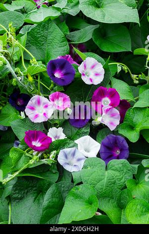 ipomoea dreifarbiger, mehrfarbiger Morgenruhm Stockfoto