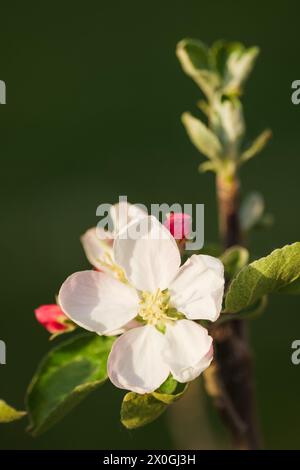 Apfelbaumblüte blüht im Frühjahr im April in einem Park in Österreich Europa Stockfoto