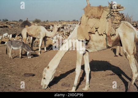 Kamele, Esel und Ziegen werden auf einem großen Markt in Niamey verkauft. [Automatisierte Übersetzung] Stockfoto