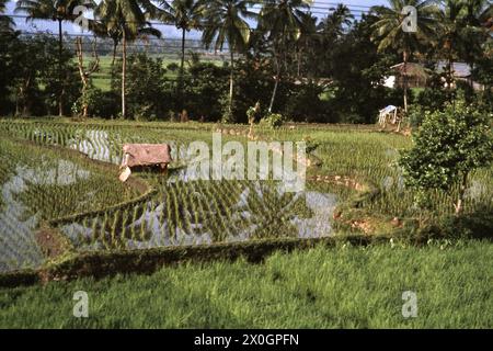 Palmen spiegeln sich in einem jungen Reisfeld in Westjava wider, in dessen Mitte eine Hütte steht. [Automatisierte Übersetzung] Stockfoto