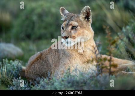 Nahaufnahme von puma, der zwischen Büschen starrt Stockfoto