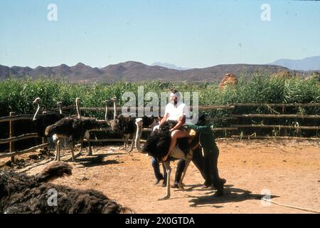 Ein Tourist reitet mit Hilfe von Landarbeitern einen Strauß in der Einhausung einer Straußenfarm in Oudtshoorn. [Automatisierte Übersetzung] Stockfoto