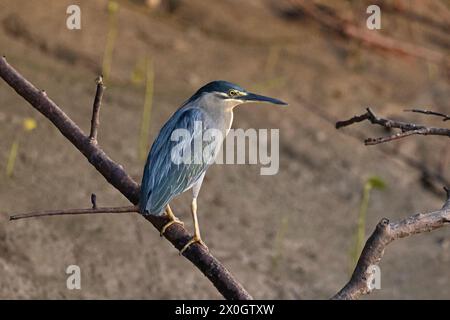Streifenreiher, Butorides striata, Bhitarkanika, Odisha, Indien. Stockfoto