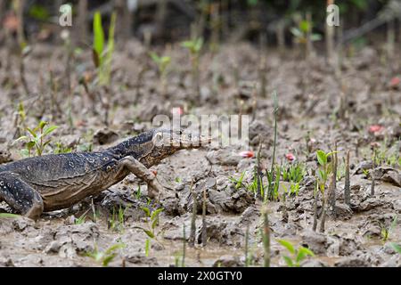 Asiatischer Wasserwächter, Varanus-Salvator, Sunderbans, Indien Stockfoto