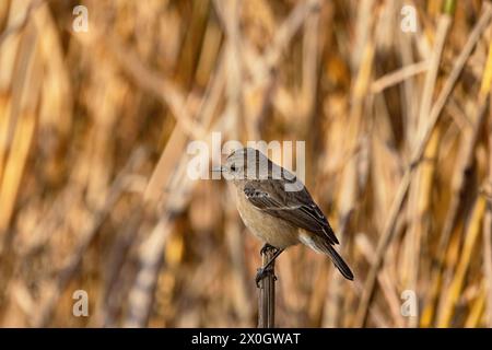 Stonechat, weiblich, Saxicola torquatus, weiblich, Madhya Pradesh, Indien Stockfoto