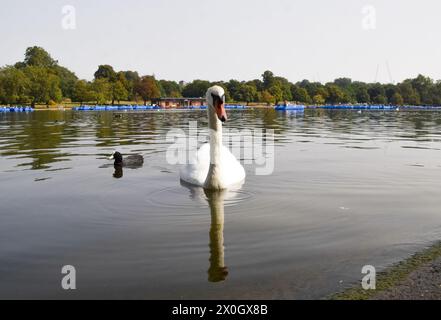 London, großbritannien. September 2023. Ein stummer Schwan auf der Serpentine, Hyde Park. Quelle: Vuk Valcic / Alamy Stockfoto