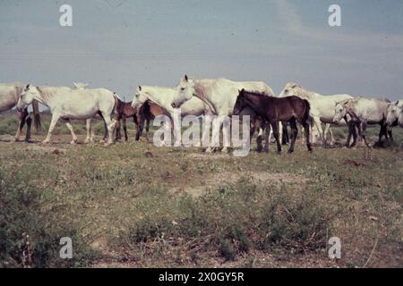 Eine Herde weißer Pferde auf einer Wiese in der Camargue. [Automatisierte Übersetzung] Stockfoto