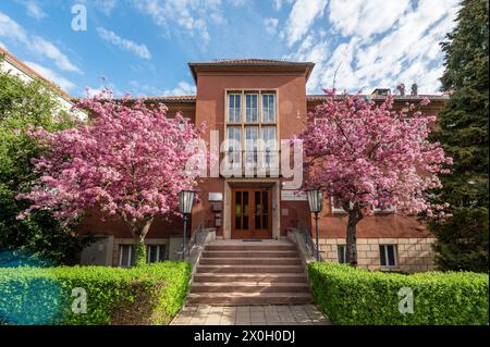 Zwei Zierkirschen Kirschblüte in voller Blüte umrahmen den Eingang zum Institut für Pharmazie der Universität Jena. Frühlingsstimmung mit blauem Himmel. Innenstadt *** zwei blühende Zierkirschbäume umrahmen den Eingang zum Pharmazie-Institut der Universität Jena Frühlingsstimmung mit blauem Himmel Stadtzentrum Stockfoto