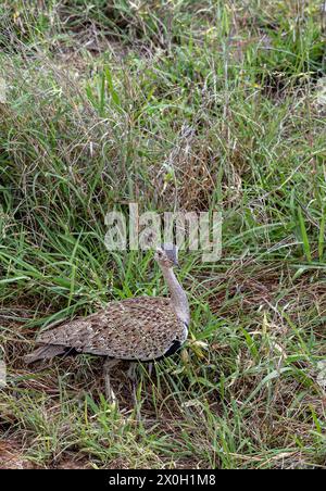 Lophotis ruficrista, Rothammkorhaan in grünem Gras. Rotkäppchen-Trappenvogel. Vogelwelt, afrikanische Savanne. Südafrika, Kruger-Nationalpark Stockfoto