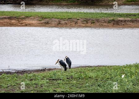 Zwei afrikanische Marabou-Vögel, Südafrika, Kruger-Nationalpark. Ein paar Maraboustorch, Leptoptilos crumeniferus, am Seeufer. Tiere Wildtiere sava Stockfoto