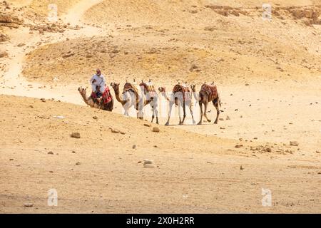 Beduinen-Kamelzug in der Wüste in der Nähe der Großen Pyramiden. Kairo. Ägypten Stockfoto