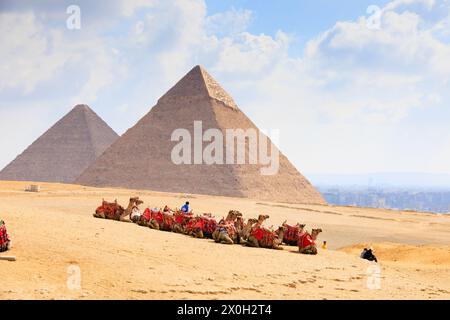 Ausgeruhter Beduinen-Kamelzug in der Wüste mit den Großen Pyramiden von Gizeh, Kairo, Ägypten Stockfoto