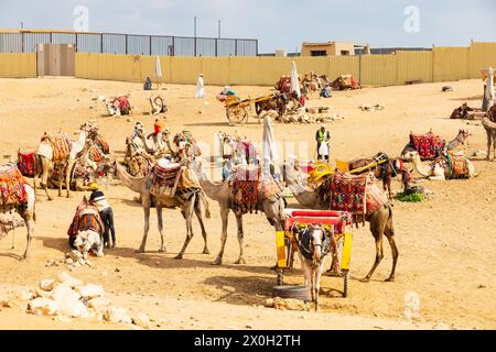 Beduinen Kamelpark, bereit für touristische Kamelritte in der Nähe der Großen Pyramiden von Gizeh, Kairo, Ägypten Stockfoto