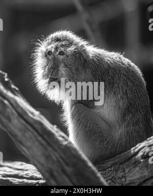 Javaneraffe, Langschwanzmakak, Java-Makak, Krabbenesser (Macaca fascicularis), Langschwanzmakaken, Weibchen Stockfoto