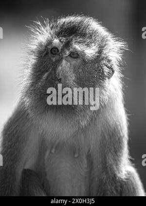 Javaneraffe, Langschwanzmakak, Java-Makak, Krabbenesser (Macaca fascicularis), Langschwanzmakaken, Weibchen Stockfoto