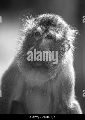 Javaneraffe, Langschwanzmakak, Java-Makak, Krabbenesser (Macaca fascicularis), Langschwanzmakaken, Weibchen Stockfoto