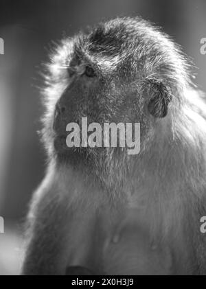 Javaneraffe, Langschwanzmakak, Java-Makak, Krabbenesser (Macaca fascicularis), Langschwanzmakaken, Weibchen Stockfoto