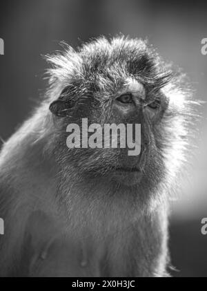 Javaneraffe, Langschwanzmakak, Java-Makak, Krabbenesser (Macaca fascicularis), Langschwanzmakaken, Weibchen Stockfoto