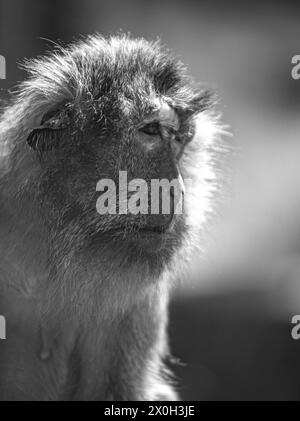 Javaneraffe, Langschwanzmakak, Java-Makak, Krabbenesser (Macaca fascicularis), Langschwanzmakaken, Weibchen Stockfoto