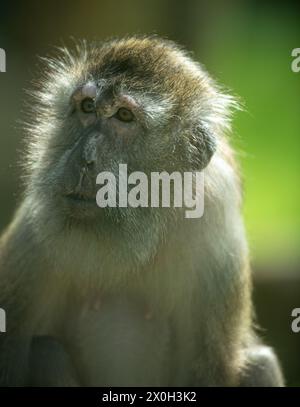 Javaneraffe, Langschwanzmakak, Java-Makak, Krabbenesser (Macaca fascicularis), Langschwanzmakaken, Weibchen Stockfoto