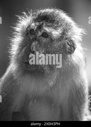 Javaneraffe, Langschwanzmakak, Java-Makak, Krabbenesser (Macaca fascicularis), Langschwanzmakaken, Weibchen Stockfoto