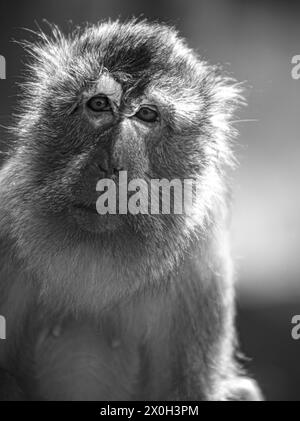 Javaneraffe, Langschwanzmakak, Java-Makak, Krabbenesser (Macaca fascicularis), Langschwanzmakaken, Weibchen Stockfoto