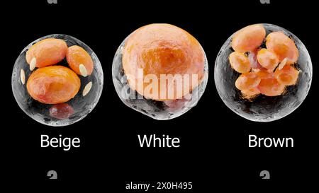 Braune, beige und weiße Fettzellen, Adipozyten und Lipozyten, Cholesterin in A-Zellen, Fettgewebe, Lipidtröpfchen, Fett im Körper, Fettleibigkeit, Lipozie Stockfoto