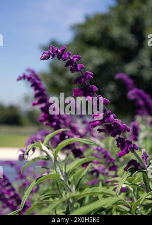 Salvia leucantha, lila blühende Blumen, samtige Pflanze. Botanischer Garten, Park, Sommerhintergrund, Blumentapete. Südafrika Stockfoto