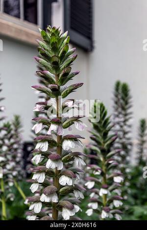 Acanthaceae, Acanthus mollis blüht im Garten. Weiße lila blühende Blume aus nächster Nähe. acanthus spinosus. Bärenfußpflanze Stockfoto