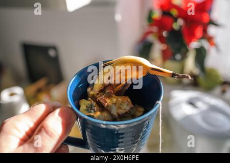 Ein blauer Becher überfließt mit Fruchtschalen, eine persönliche Bemühung, Küchenabfälle zu Hause zu kompostieren, in sonniger Umgebung Stockfoto