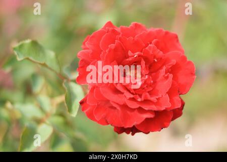 Schöne Rose Mutter Natur Schönheit Stockfoto