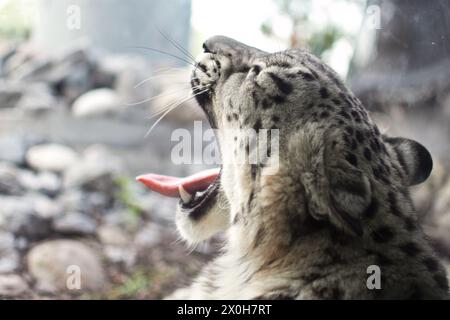 Wunderschöner Schneeleopard, der von einem langen Tag müde war Stockfoto