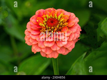 Rosafarbene Zinnienblüte auf einem Blumenbeet. Stockfoto