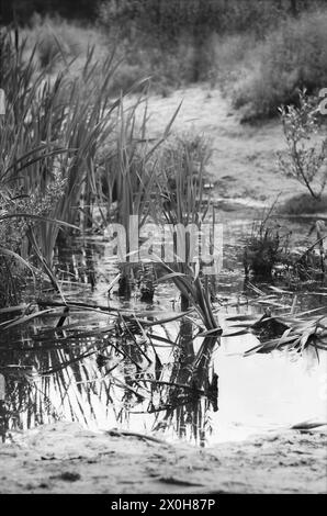 Ohne Wörter [automatisierte Übersetzung] Stockfoto